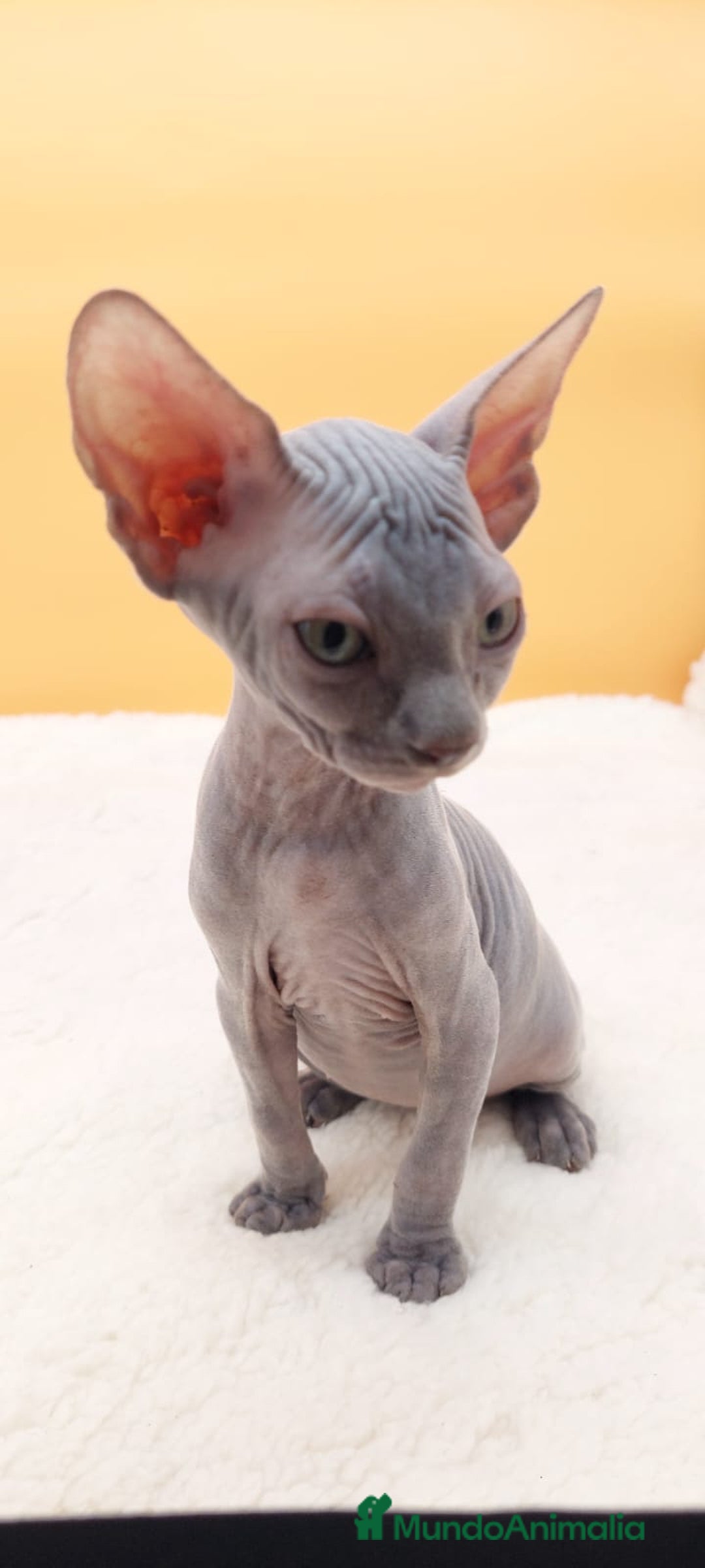 Sphynx gatos en venta: Preciosa hembrita gris - Imagen 3