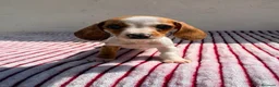 Teckel Miniatura perros en venta: Teckel Kaninchen - Anuncio 5