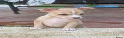 Chihuahua perros en venta: Camada chihuahua  - Anuncio 2