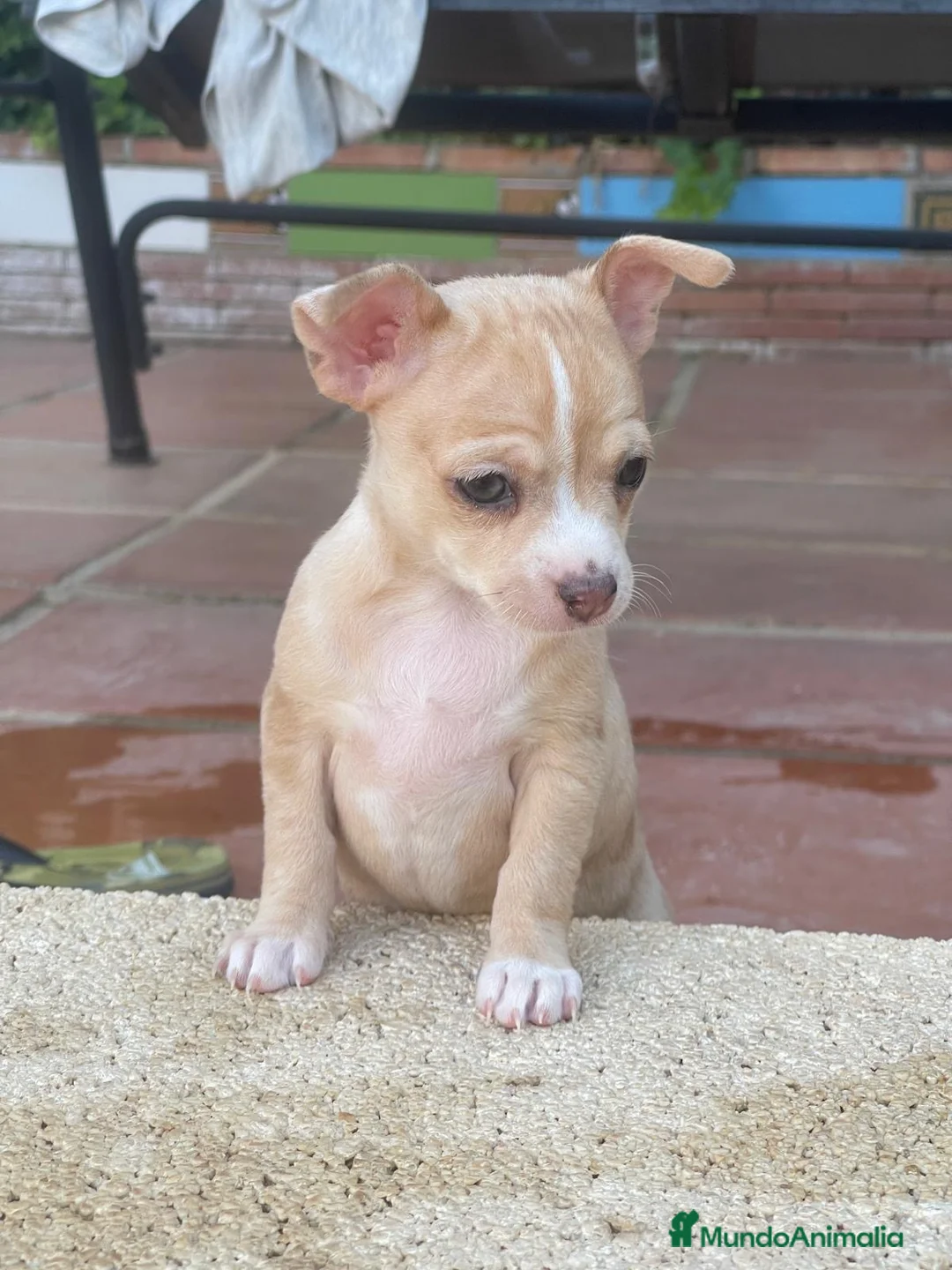 Chihuahua perros en venta: Camada chihuahua  - Anuncio 2