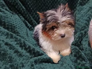 Biewer Yorkshire Terrier a la Pom Pon perros YORKSHIRE BIEWER - Anuncio 1