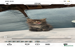 Maine Coon gatos en venta: Maine coon rey - diez - Imagen 16