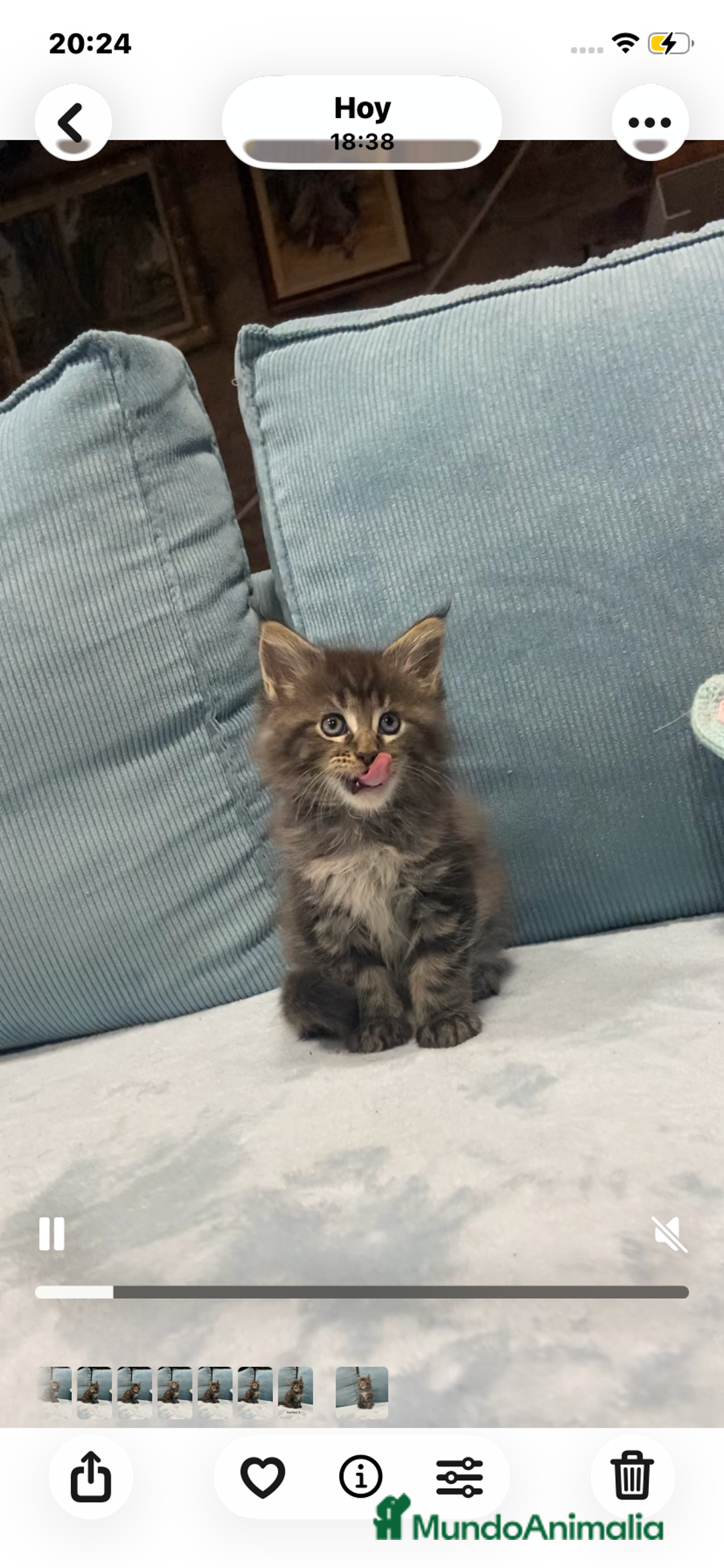 Maine Coon gatos en venta: Maine coon rey - diez - Imagen 16