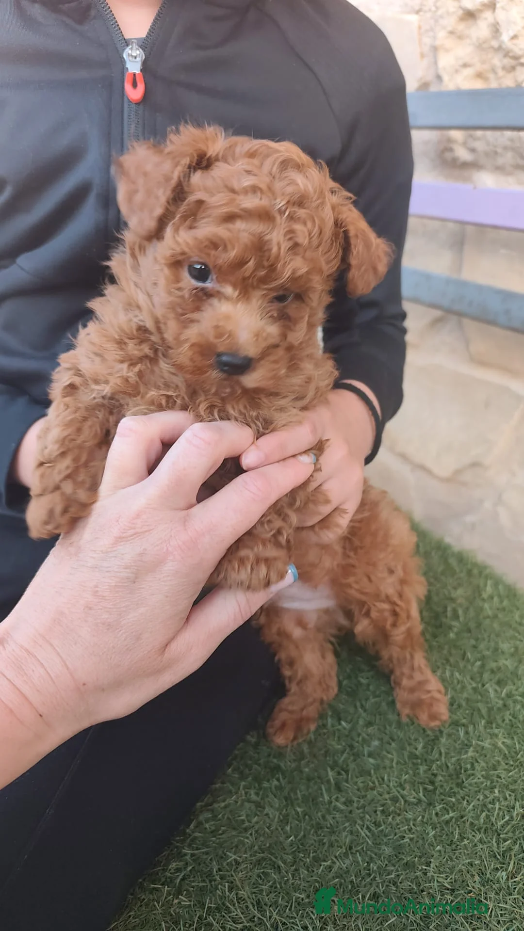 Caniche Toy perros en venta: DIAPONIBLE MACHO TOY ❤️ en Madrid - Anuncio 2