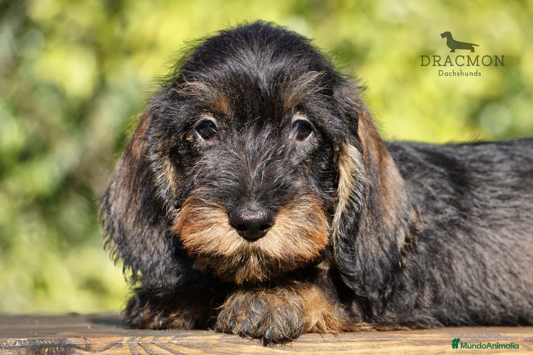 Imagen de galería {{count}}