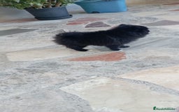 Pomerania perros en venta: Pomerania cachorro - Imagen 4