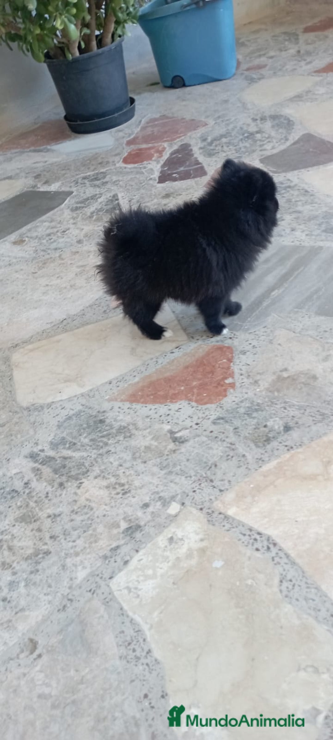 Pomerania perros en venta: Pomerania cachorro - Imagen 4