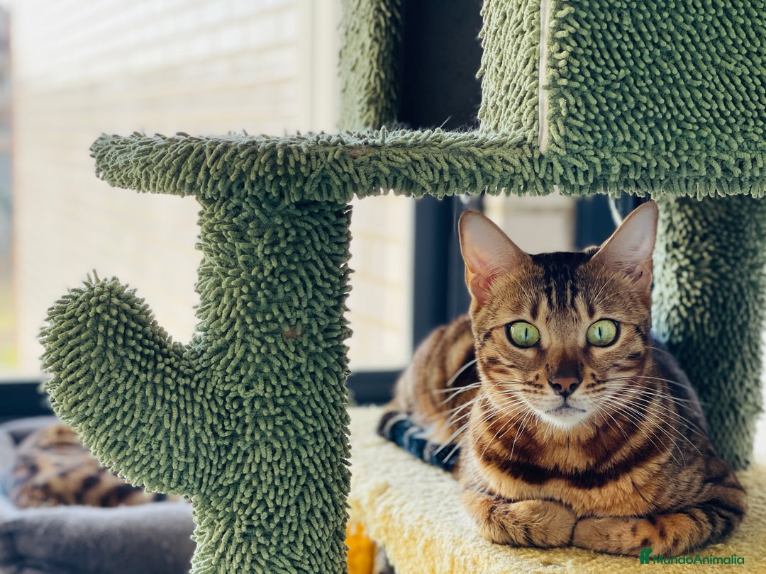 Bengalí gatos en venta: Hembra Bengalí - Anuncio 1