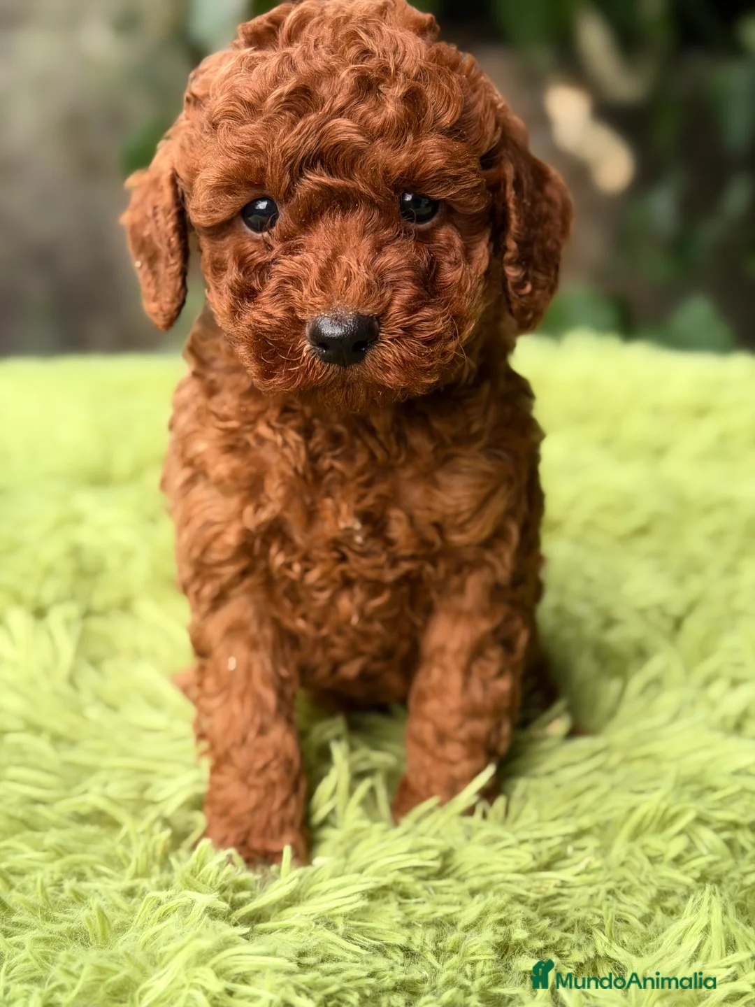 Raza Mixta perros en venta: Caniche rojo pimentón  - Anuncio 4