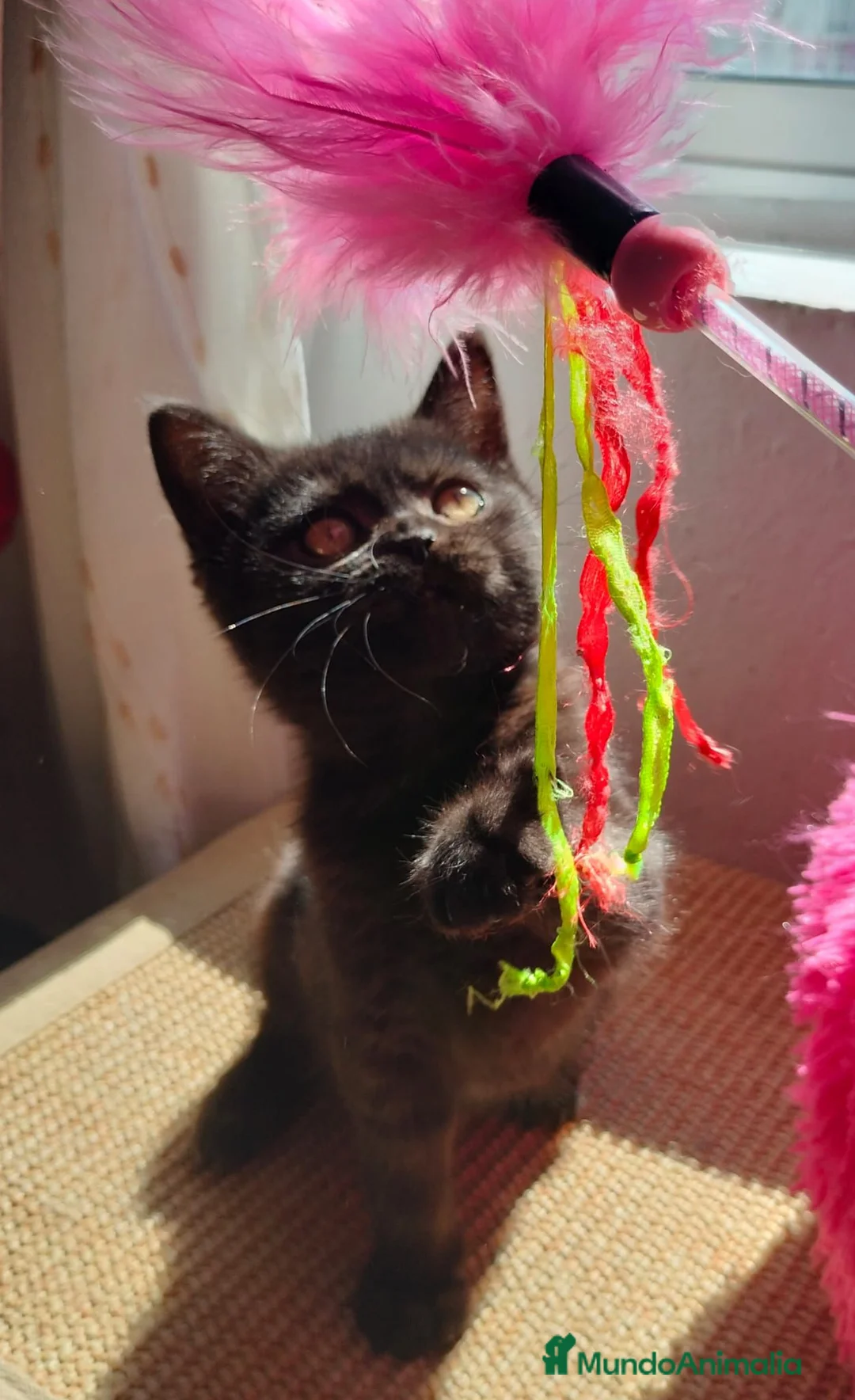 Británico de Pelo Corto gatos en venta: Hembra de British chocolate  - Anuncio 1