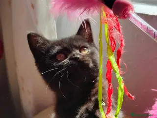 Británico de Pelo Corto gatos Hembra de British chocolate - Anuncio 5