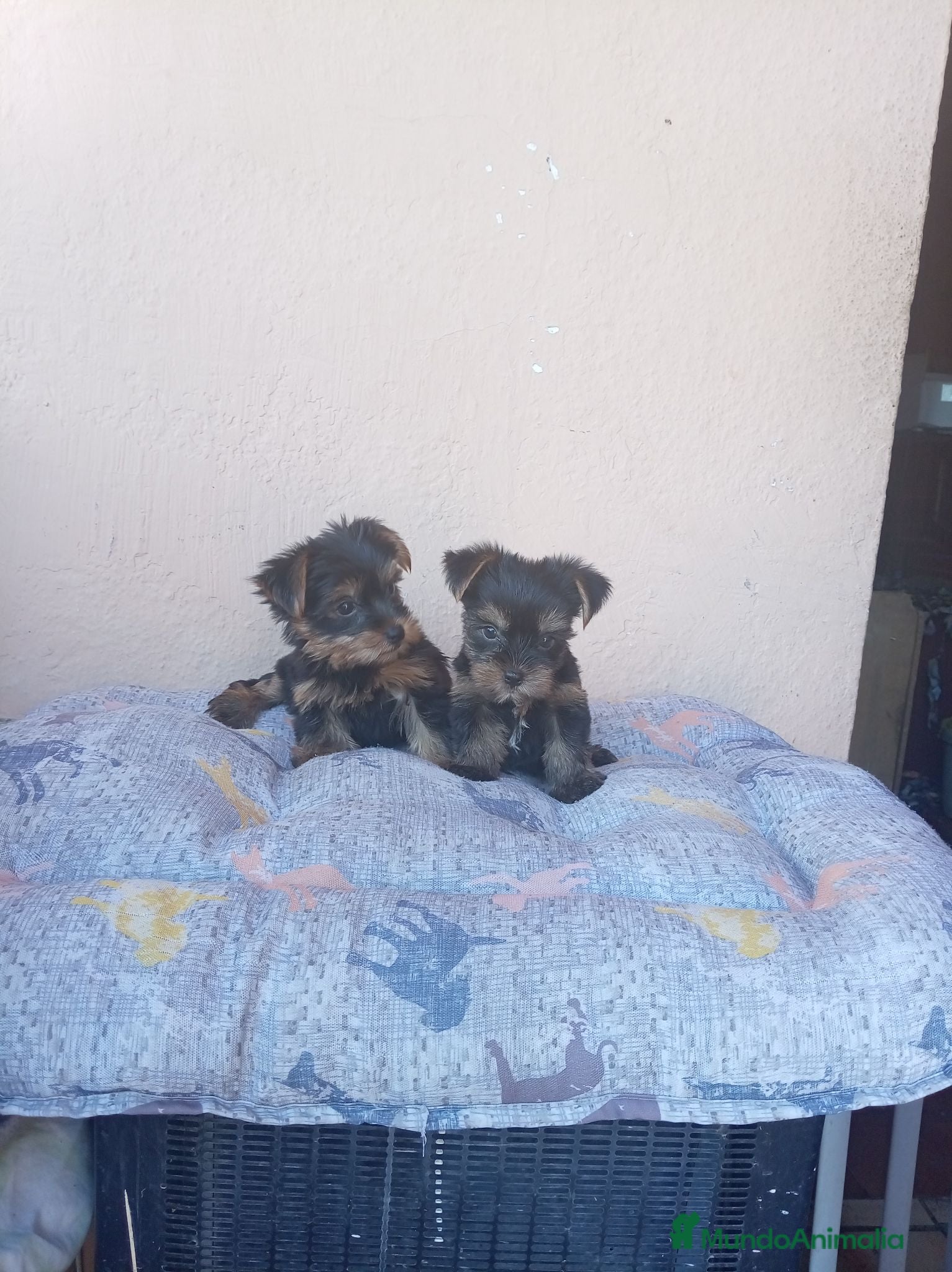 Yorkshire Terrier perros Yorkshire toy - Anuncio 1