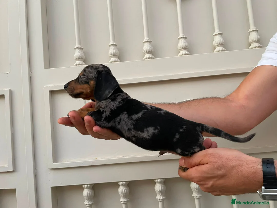 Teckel Miniatura perros en venta: Disponibles cachorros de Teckels - Anuncio 2