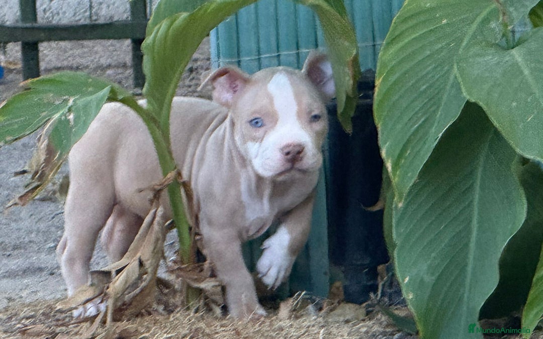 American Bully perros en venta: Americana Bully pocket ojos azules  - Imagen 4
