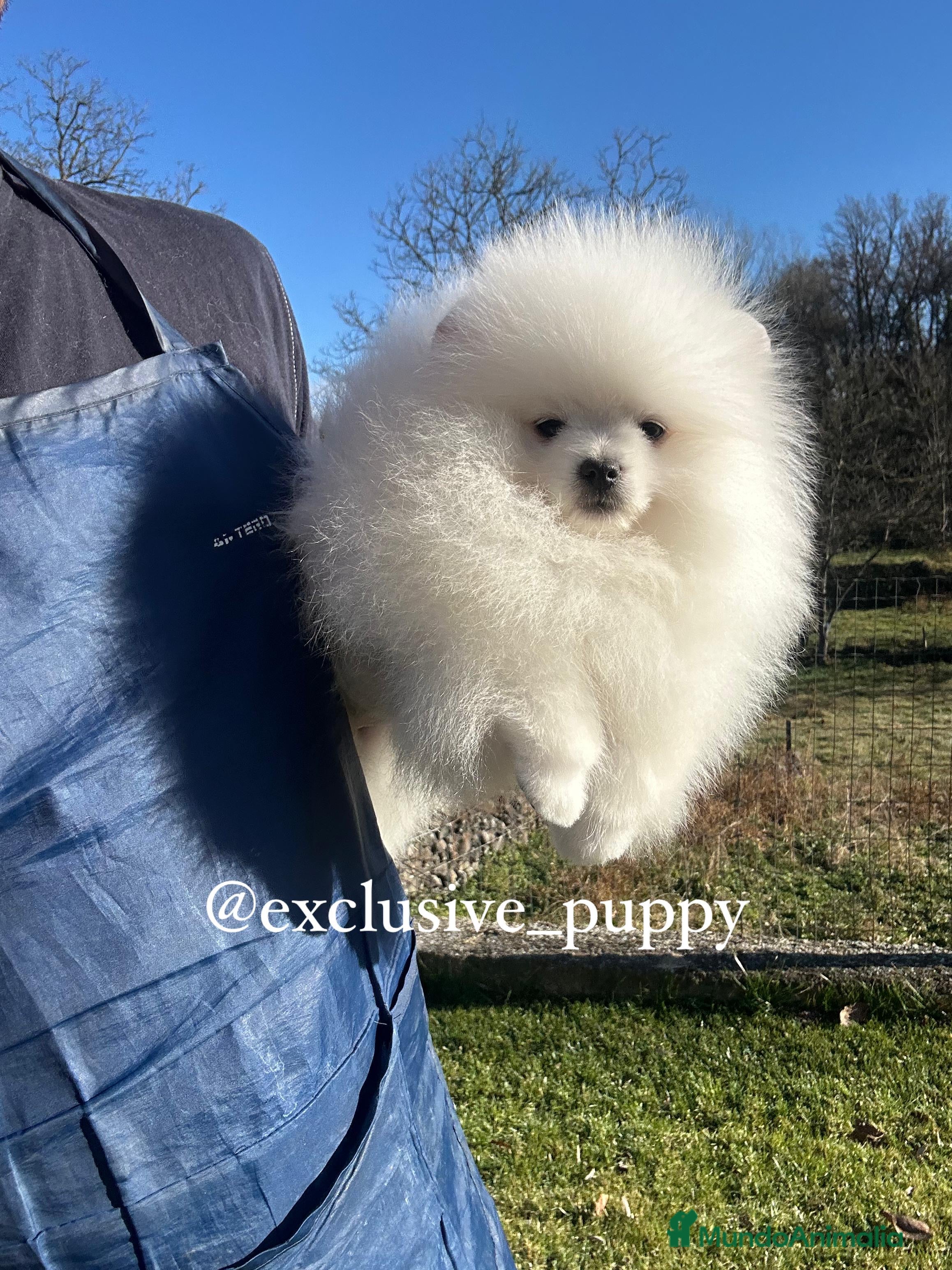 Pomerania perros Osito de Lulu de Pomerania  - Anuncio 1