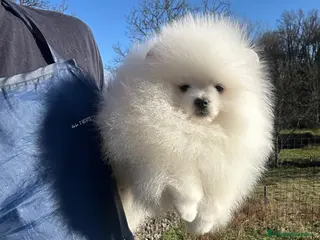 Pomerania perros Osito de Lulu de Pomerania - Anuncio 4