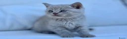Británico de Pelo Corto gatos en venta: BRITISH SHORTHAIR LILAC - Anuncio 1