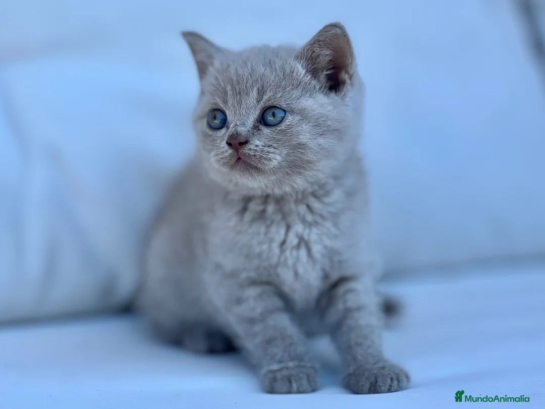 Británico de Pelo Corto gatos en venta: BRITISH SHORTHAIR LILAC - Anuncio 1