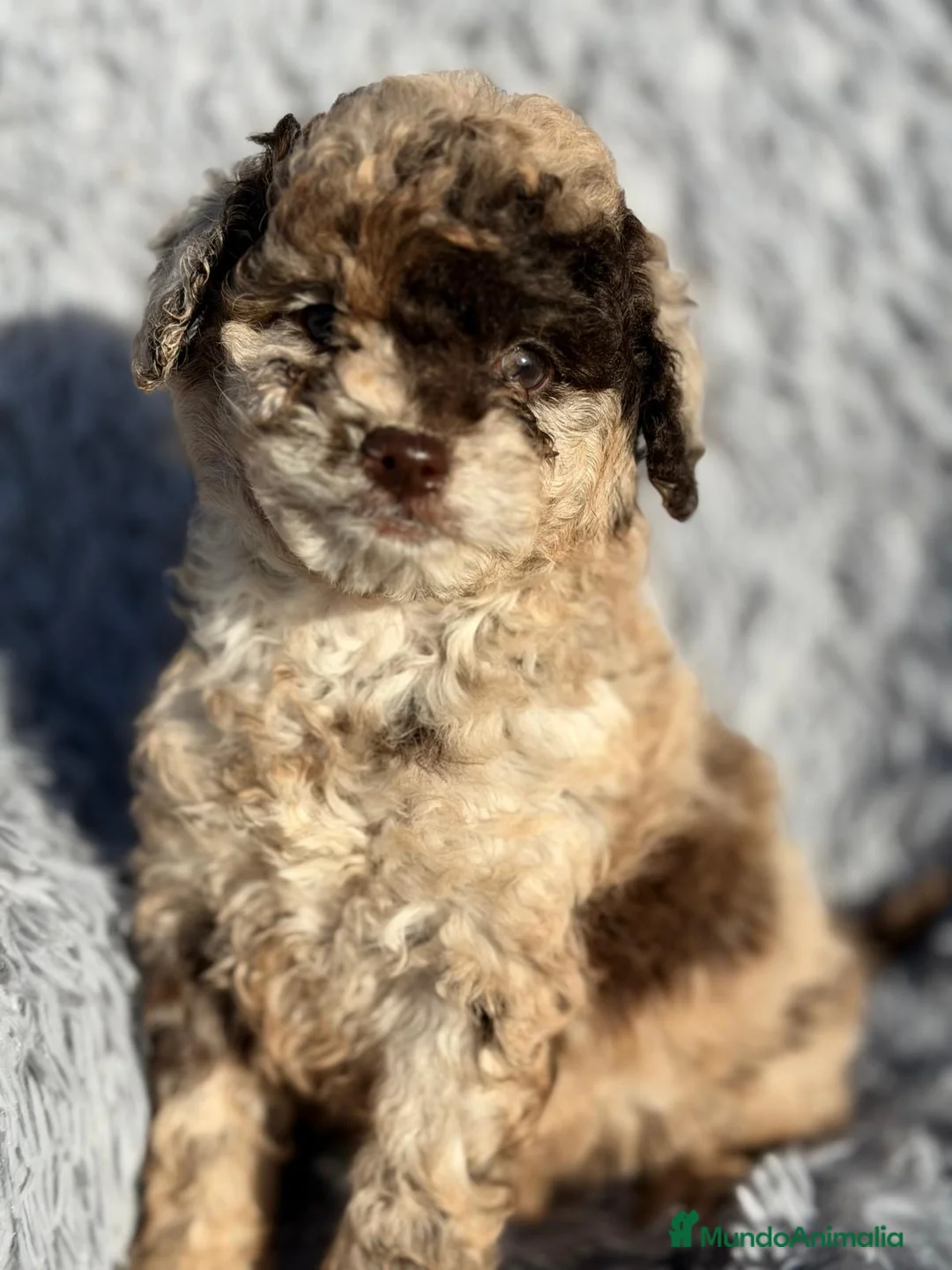 Caniche Enano perros en venta: CANICHE MERLE MACHO DISPONIBLE - Anuncio 1