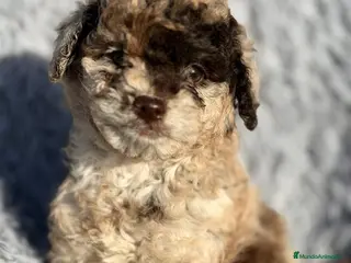 Caniche Enano perros CANICHE MERLE MACHO DISPONIBLE - Anuncio 2