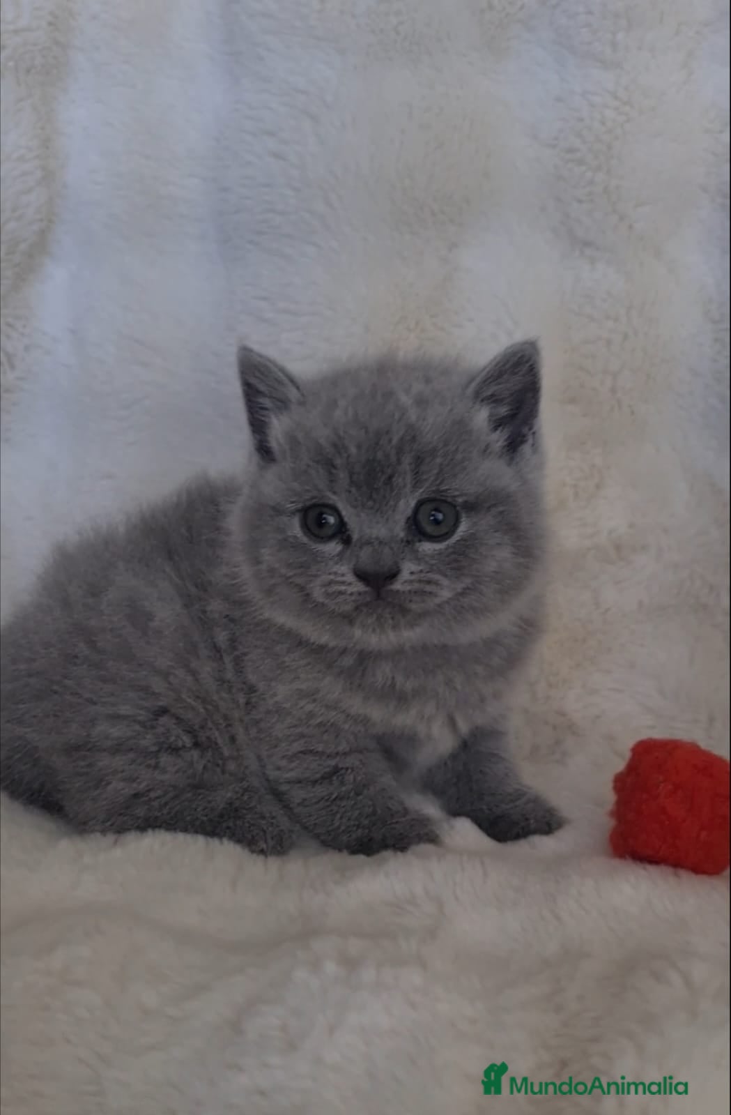 Británico de Pelo Corto Azul gatos Brithis blues hembras preciosas  - Anuncio 2