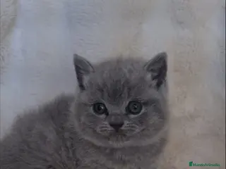 Británico de Pelo Corto Azul gatos Brithis blues hembras preciosas - Anuncio 2