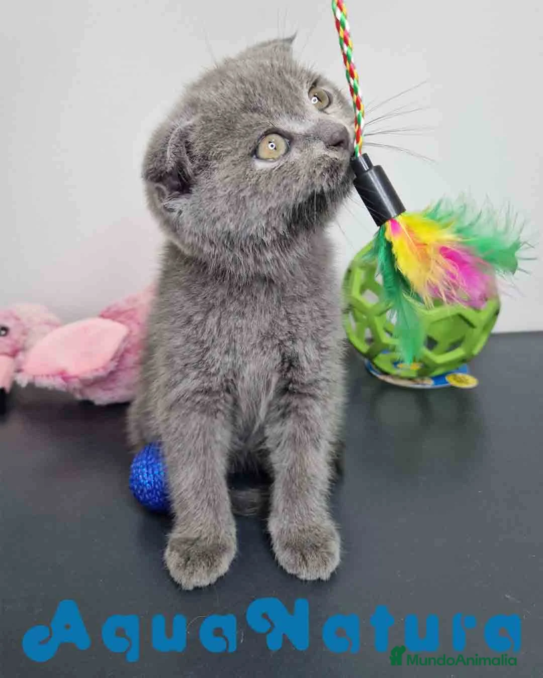 Scottish Fold gatos en venta: Scottish Fold Shorthair Hembra 1930 AQUANATURA - Anuncio 10