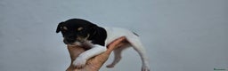 Ratonero Bodeguero Andaluz perros en venta: Ratonero bodeguero andaluz en Cádiz - Anuncio 3