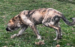 Mastín Español perros en venta: Mastín Español Tradicional Ganadero - Imagen 3