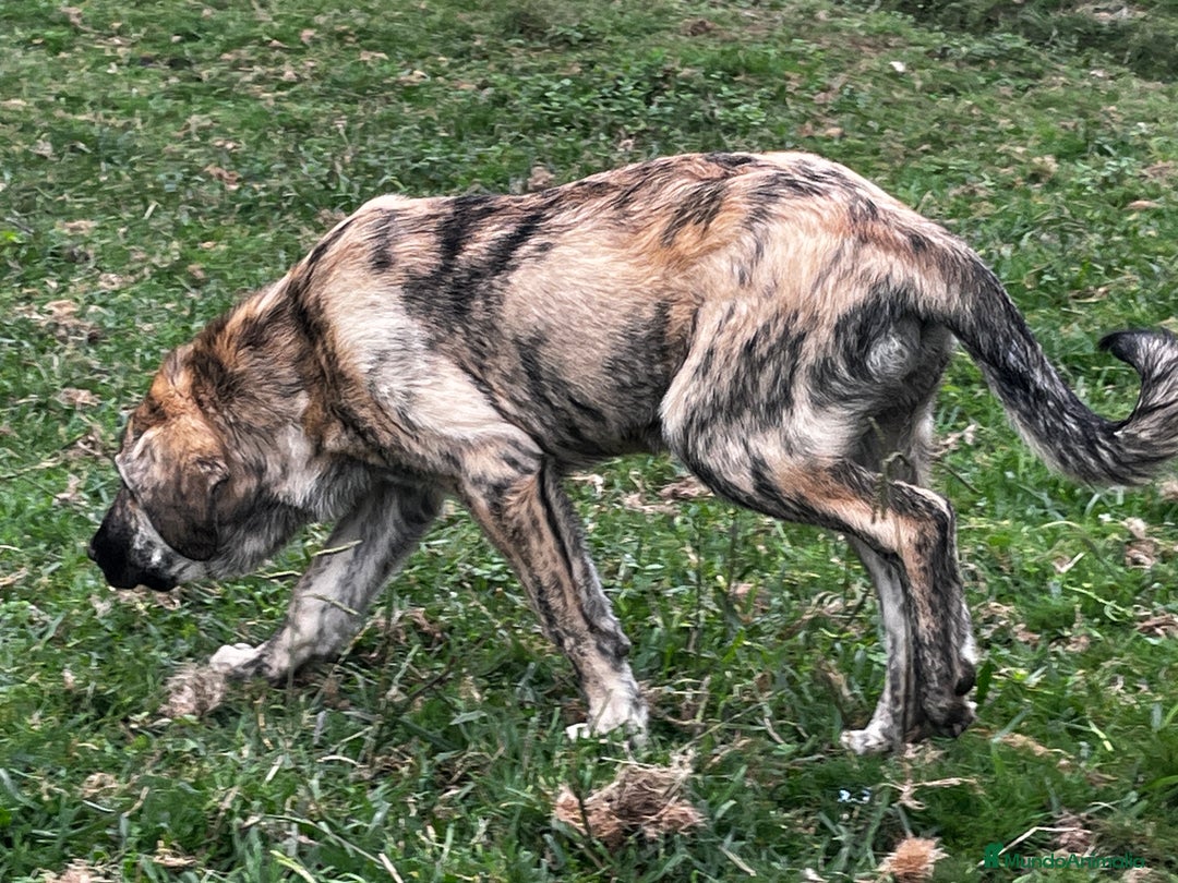 Mastín Español perros en venta: Mastín Español Tradicional Ganadero - Imagen 3