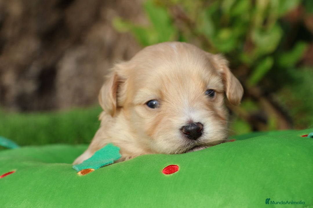Bichón Habanero perros en venta: Camada de los Reyes Magos - Anuncio 11