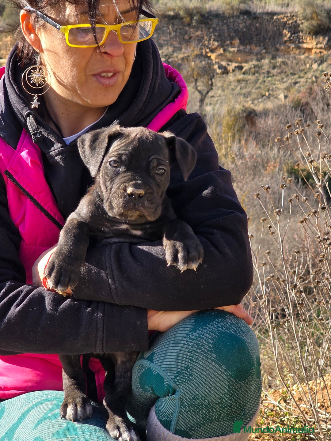 Cane Corso perros en venta: Molosos de Odin Cane Corso kennel - Anuncio 11
