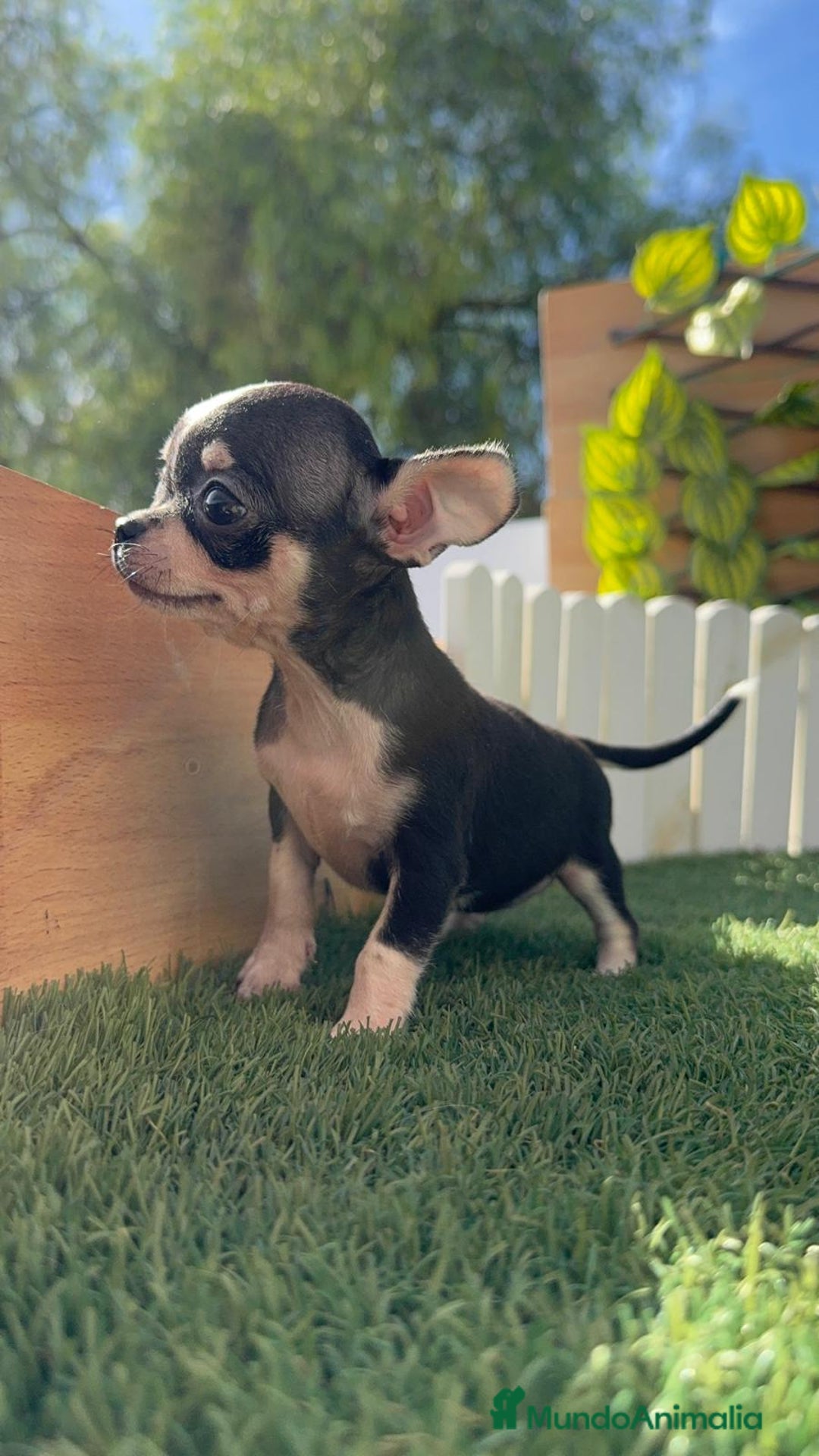 Chihuahua perros en venta: CHIHUAHUA HEMBRA - Imagen 16