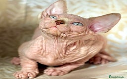 Sphynx gatos en venta: Sphynx  - Anuncio 5