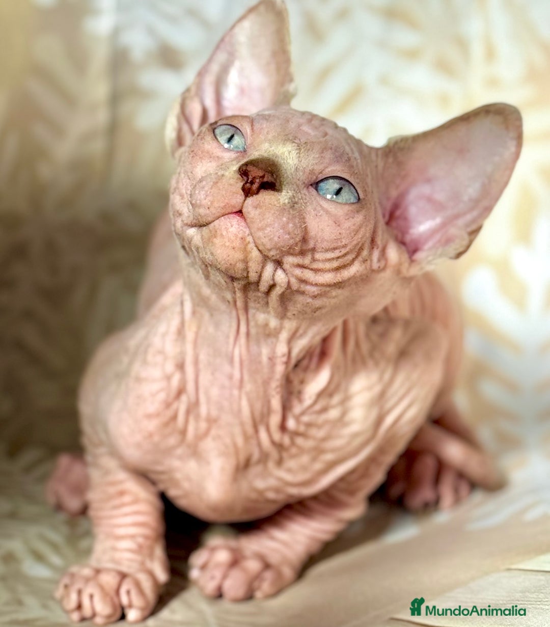 Sphynx gatos en venta: Sphynx  - Anuncio 5