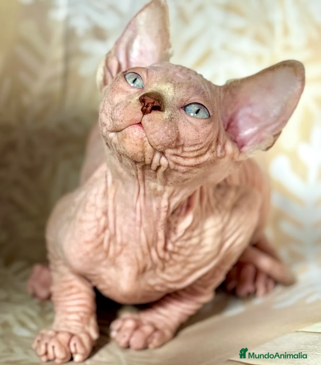 Sphynx gatos en venta: Sphynx  - Anuncio 5