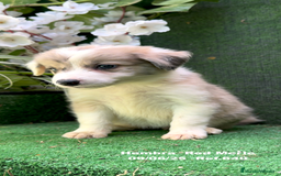 Border Collie perros en venta: Border Collie hembra red Merle - Imagen 11