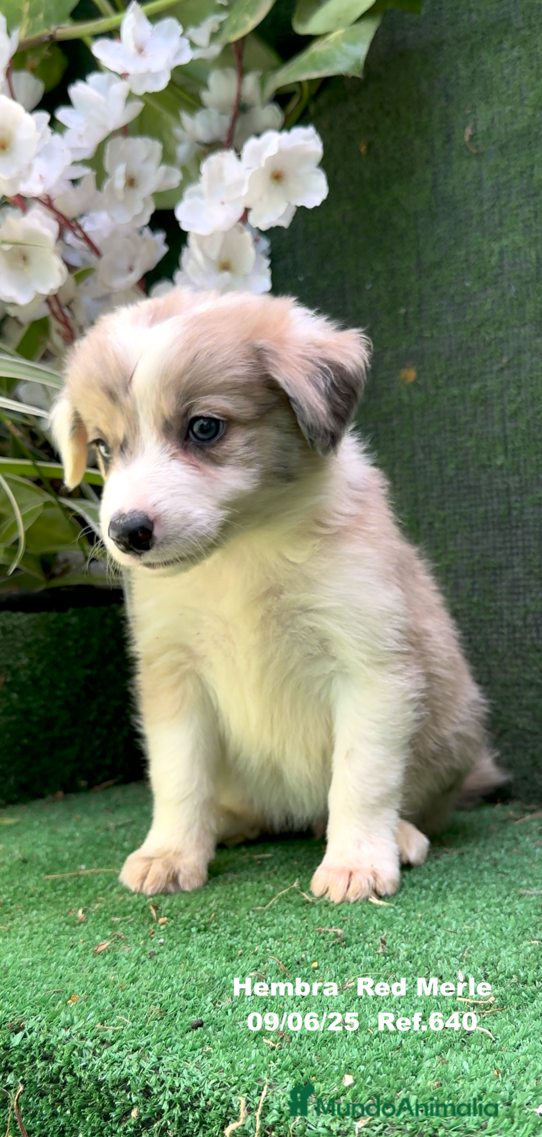 Border Collie perros en venta: Border Collie hembra red Merle - Imagen 11