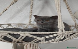 Británico de Pelo Corto gatos en venta: Gato British shorhair  en Salamanca - Imagen 2