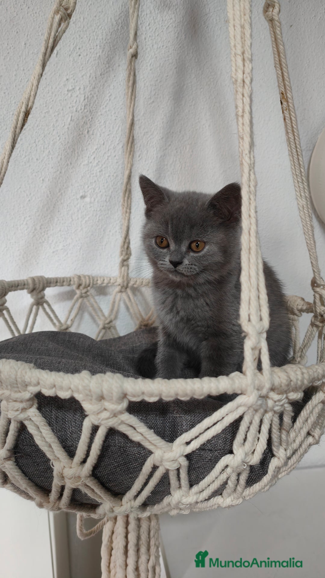 Británico de Pelo Corto gatos en venta: Gato British shorhair  en Salamanca - Imagen 2
