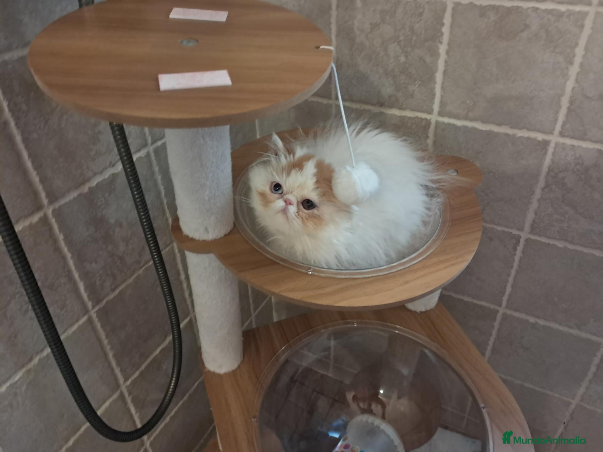 Persa gatos en venta: Persa bicolor ojos dispares - Anuncio 2