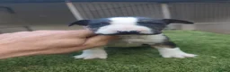Bull Terrier perros en venta: Bull terrier - Anuncio 2