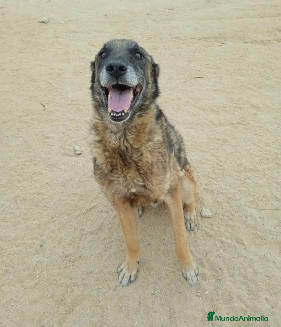 Raza Mixta perros en adopcion: BANDI, EN ADOPCIÓN en Madrid - Anuncio 5