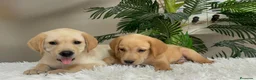 Labrador Retriever perros en venta: LABRADOR RETRIEVER  - Anuncio 13