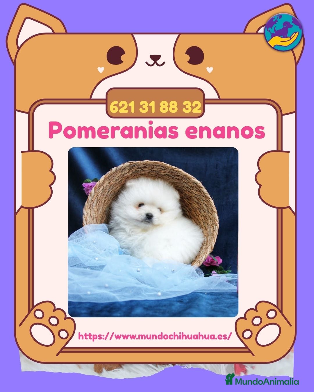 Pomerania perros Pomeranias enanos carita de osito 🧸 - Anuncio 2