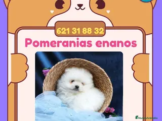 Pomerania perros Pomeranias enanos carita de osito 🧸 - Anuncio 3