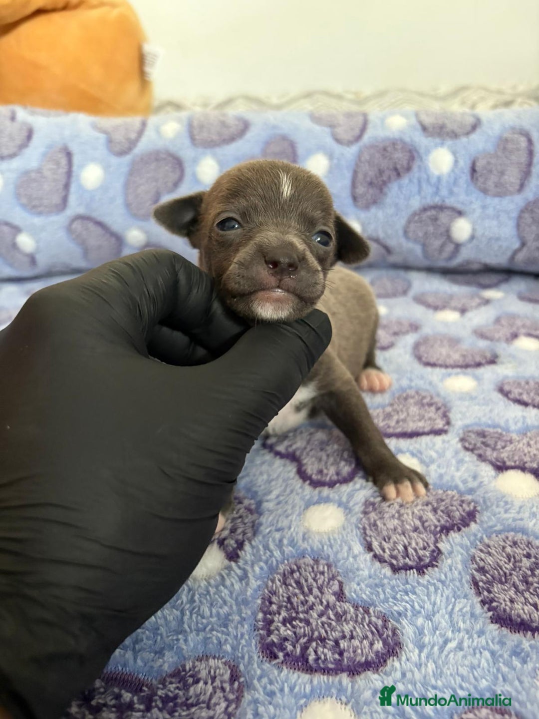 Raza Mixta perros en venta: CHIWHIP - Imagen 13