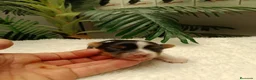 Yorkshire Terrier perros en venta: YORKSHIRE BIEWER HEMBRAS - Anuncio 9