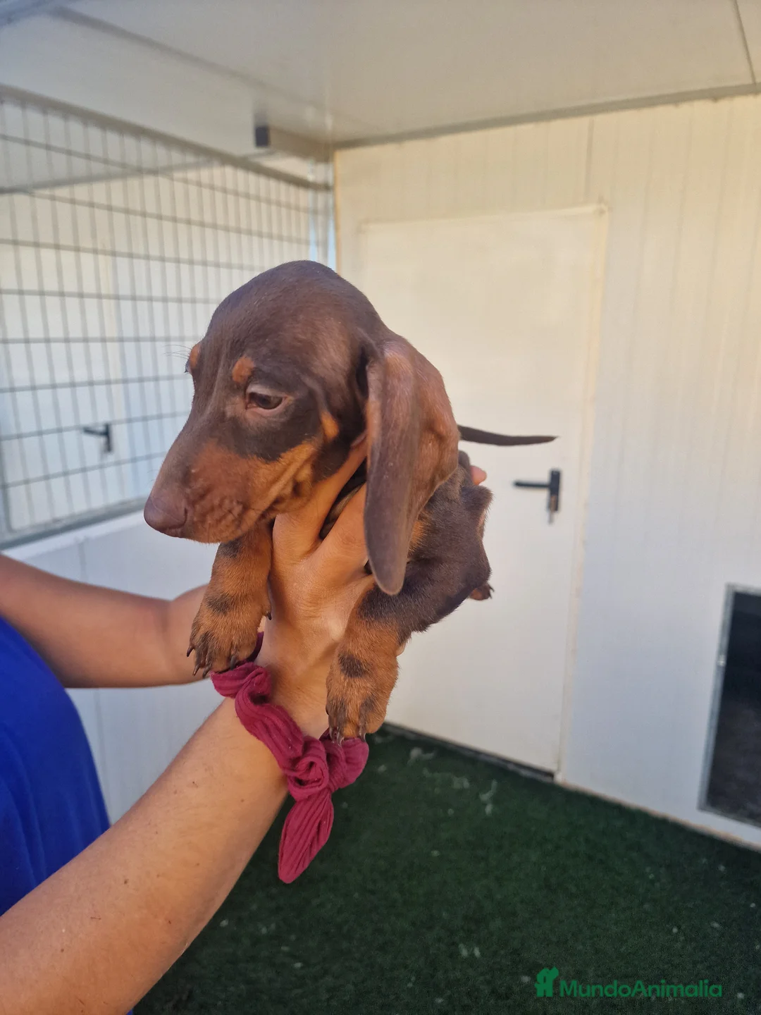 Teckel Miniatura perros en venta: Teckel precio real - Anuncio 2