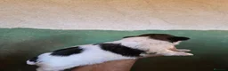 Shih Tzu perros en venta: Shit shu maxima calidad hembra - Anuncio 3